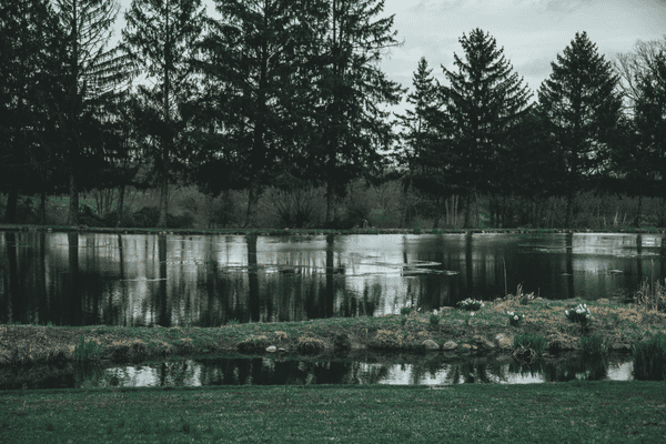 Tranquil After Rain